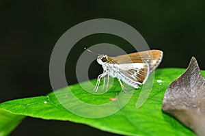 WatsonÃ¢â¬â¢s wight butterfly